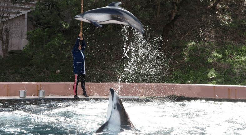 A dolphin in captivity is leaping out of the water towards a trainer who is holding a fish high above the water as a reward. The trainer, dressed in a blue uniform, stands at the edge of the pool within a marine park enclosure. Another dolphin surfaces in the foreground, and there's a backdrop of trees and a pink wall. The scene is framed by a white border with rounded corners.