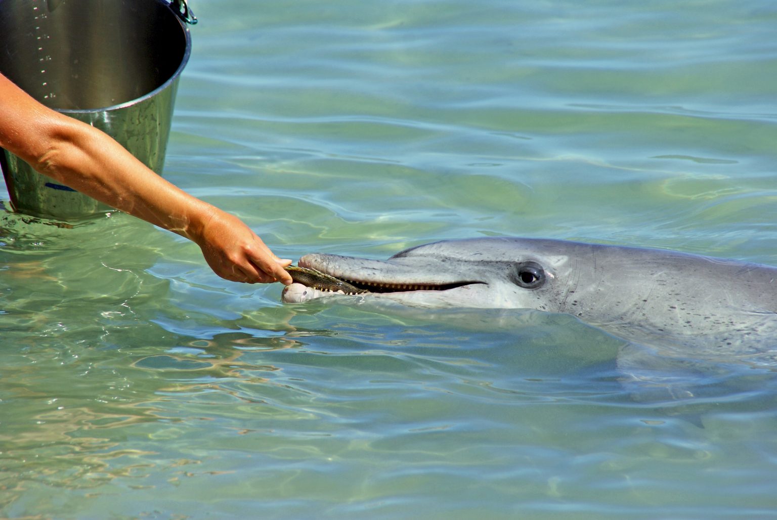 Dolphins: Is Our Love Too Deep?, Coming to ABC in 2023