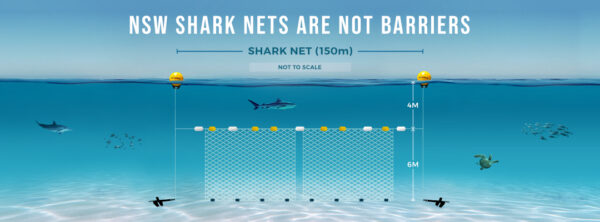 Shark Nets are Ineffective and Harmful to Marine Life