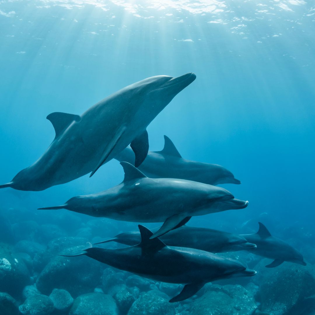 Dolphin Facts: Top 20 Fun and Fascinating Dolphin Facts