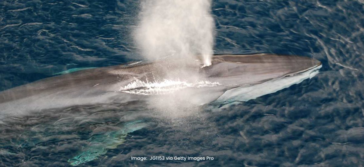 Fin whales could be added to the list of species hunted by Japanese whalers