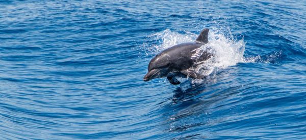 Dolphin jumping out of the ocean