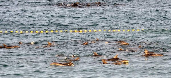 A pod of dolphins swim behind a net in an ocean