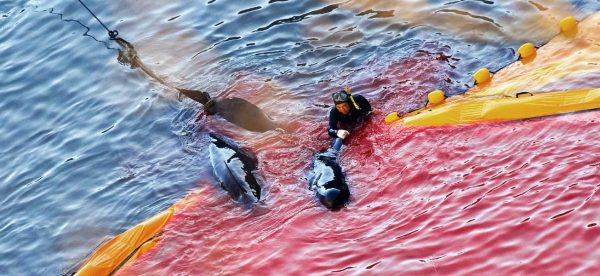 Two dolphins being caught by a hunter in Taiji, surrounded by bloodied water