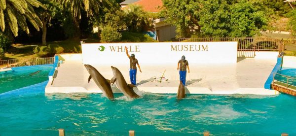 Dolphins performing tricks at the whale museum in Taiji