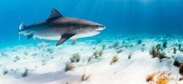 Shark swimming near ocean floow