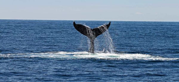 Whale tail reaching out of the ocean surface