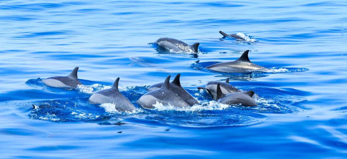 Pod of dolphins swimming on the surface of the ocean