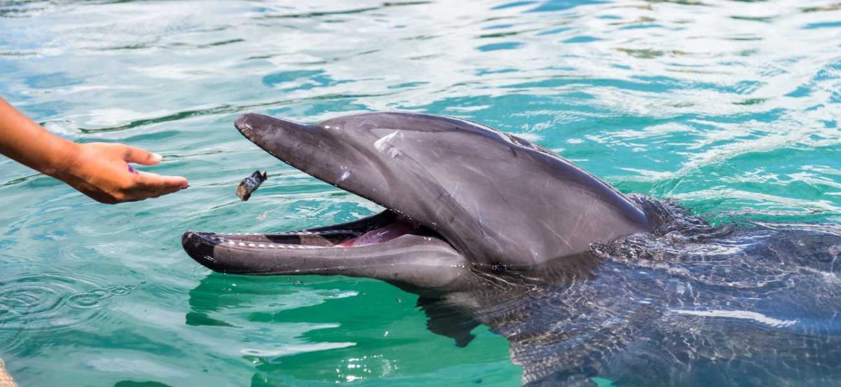 Hand throwing an object into a dolphins open mouth