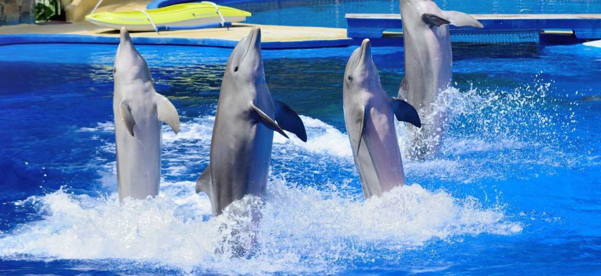 Four dolphins stand up on their tail on the surface of water in a captive pool