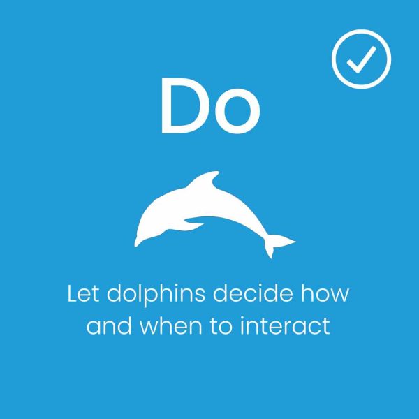 Do let dolphins decide how and when to interact