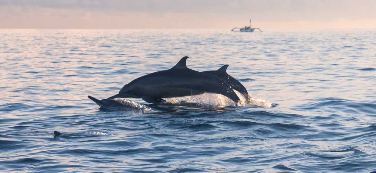 Two dolphins jumping above the ocean with a boat in the distance. The colouring is light orange and blue