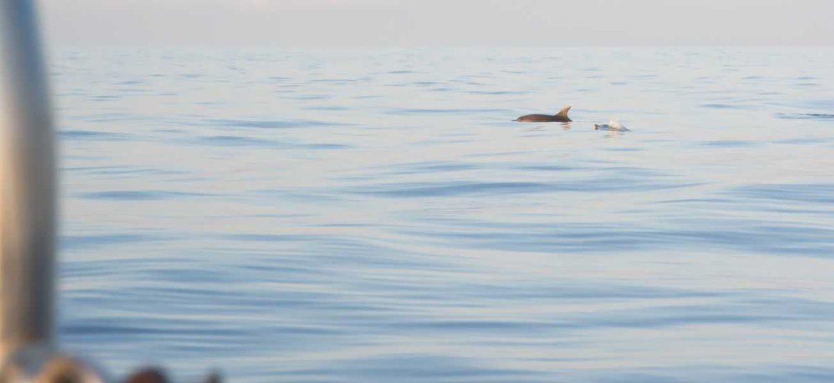 One dolphin breaking the surface of the ocean. The water is a light blue colour