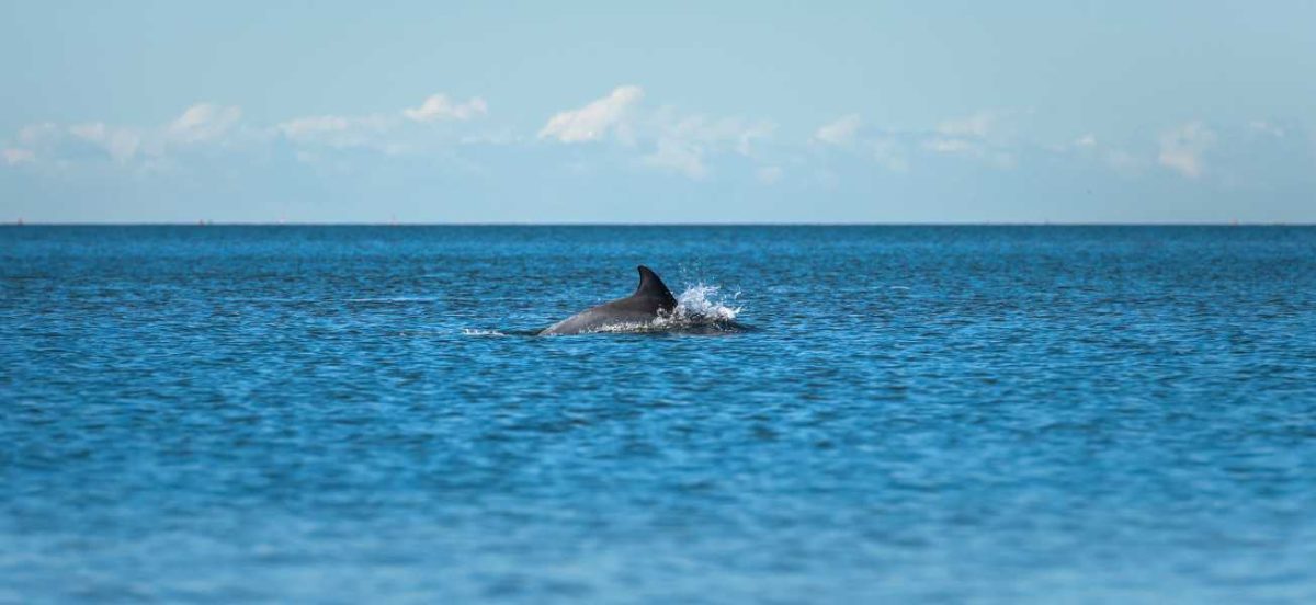 One dolphin on surface of water in the distance of blue ocean