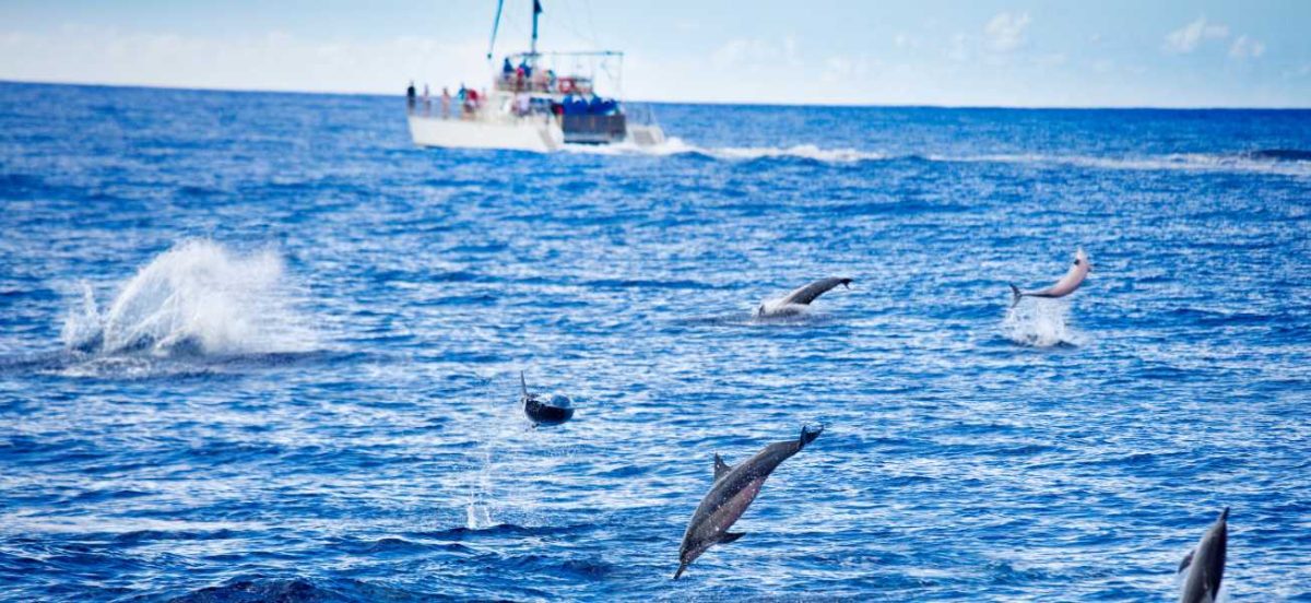 Dolphins jumping above the ocean with a boat in the background