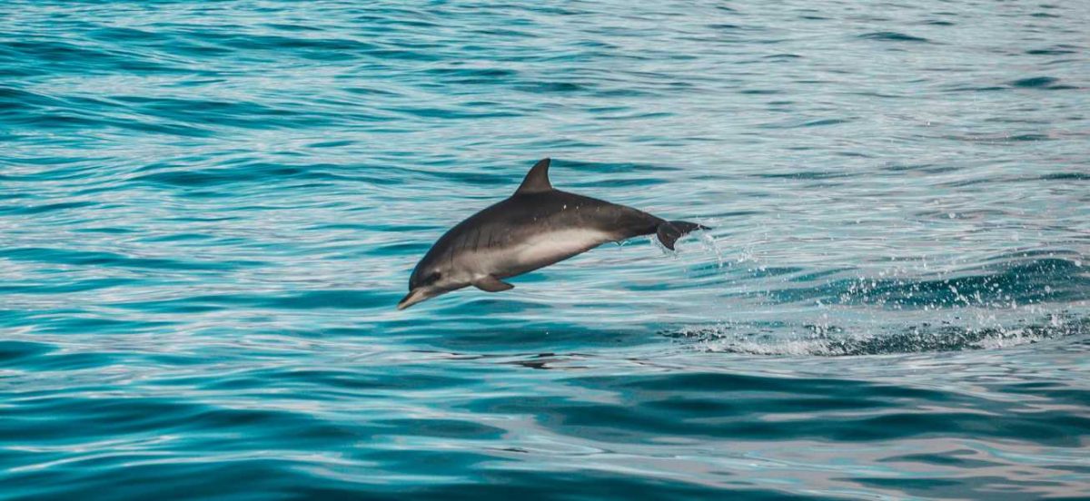 One dolphin jumping above green ocean water