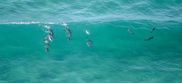 dolphin watching -Multiple dolphins swimming in big wave