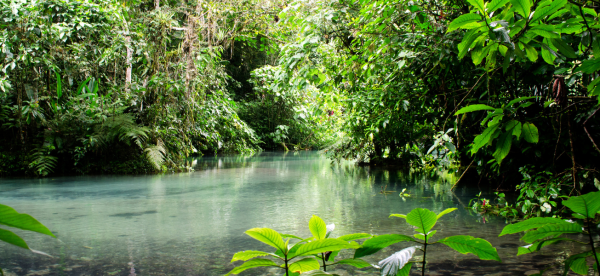 Lush green forest around water