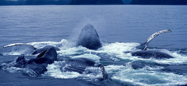 Whales feeding on surface of water