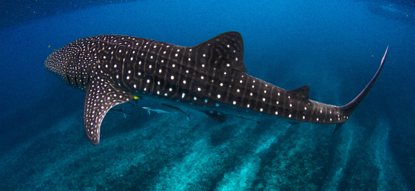 Whale shark swiming near ground of ocean