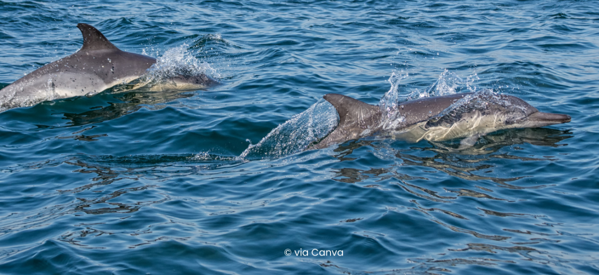 Launching the Australian dolphin watching guide