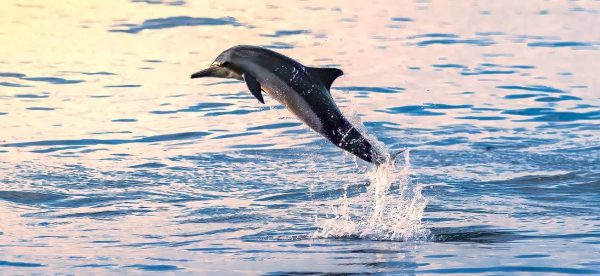 Dolphin jumping out of a pink, yellow and light blue ocean