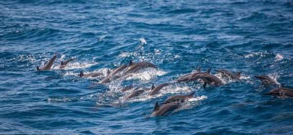 A pod of dolphins swimming on the surface of the ocean