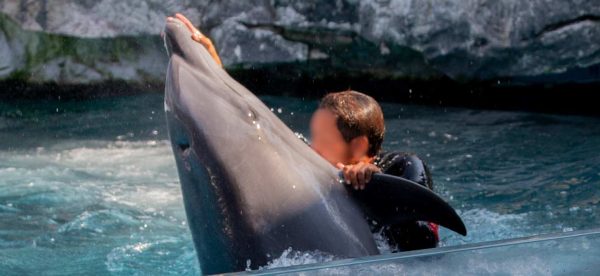 Trainer taking hold of a dolphin’s rostrum and pectoral fin to perform a stunt in a pool.