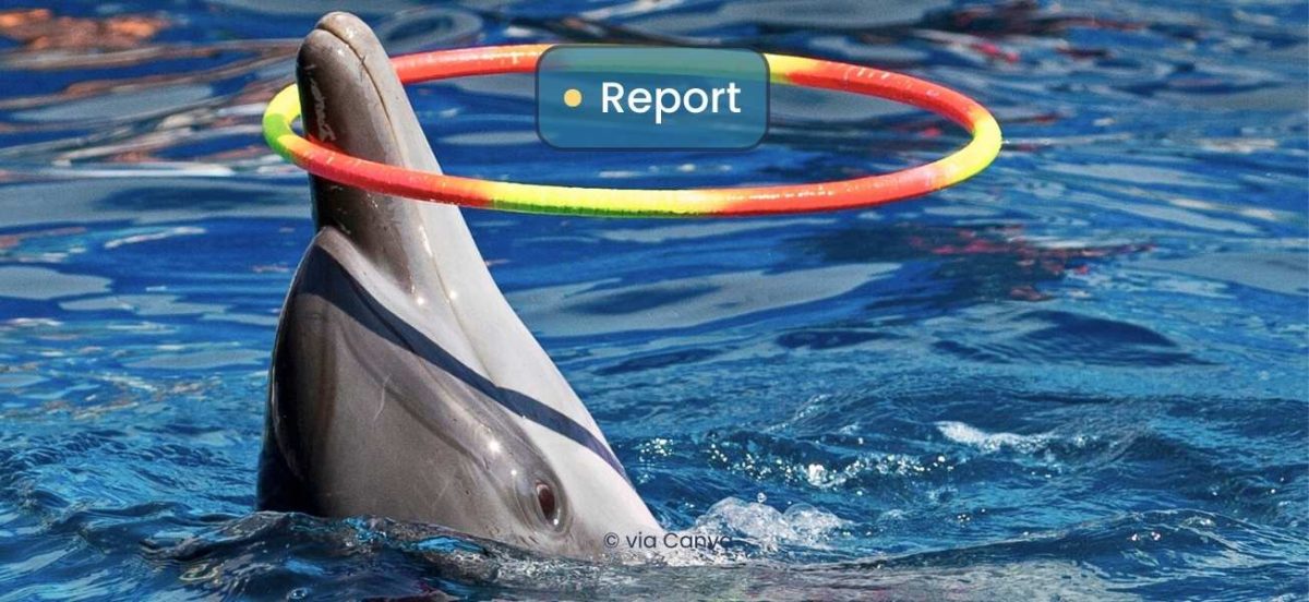 AFD investigator narrows in on the shocking Taiji-Thailand connection