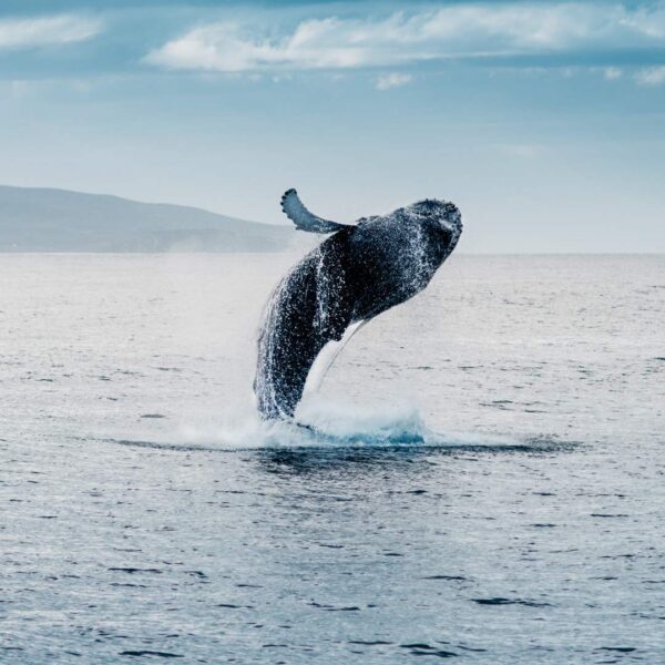 Whale jumping out of the ocean, with mountains and clouds in the background